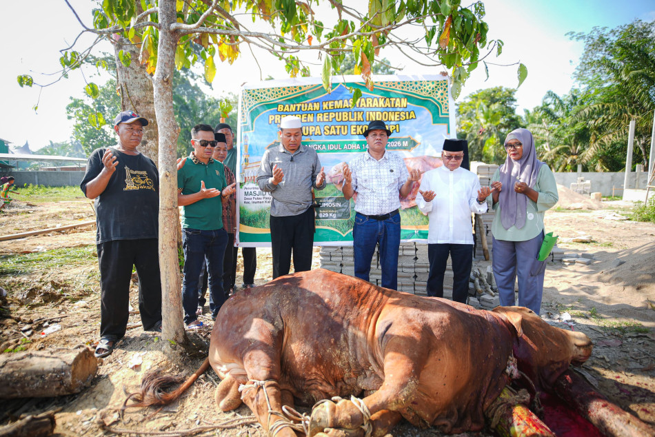 Ratusan Warga dan Santri Saksikan Penyembelihan Sapi Kurban Presiden di Kuansing